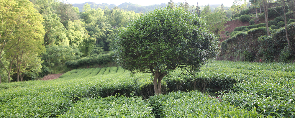 茶樹